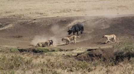Buffalo takes on THREE hungry lions to rescue young calf