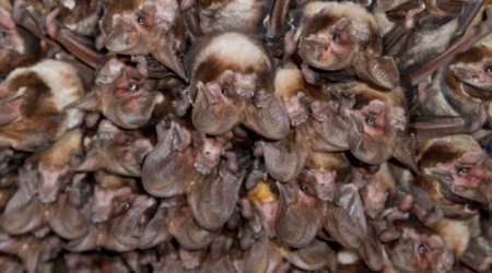 Scientists believe 'young boy playing near colony of infected bats' sparked the crisis