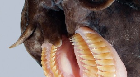Meet the world's ugliest endangered animals