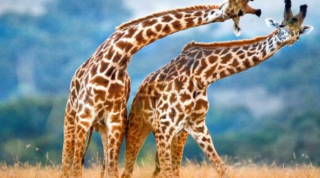 Giraffes in love neck too