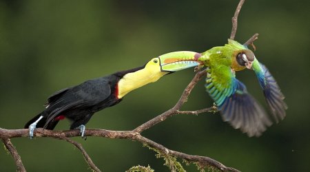 Globetrotting photographer captures perfect wildlife action shots