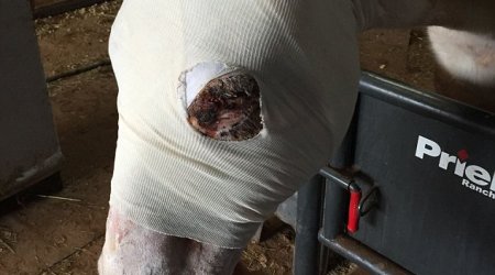 Horse left tangled in barbed wire fencing for two days