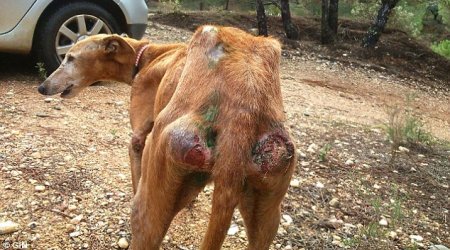 Horrific truth of greyhound breeding