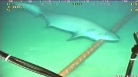 Sharks are eating the internet in Vietnam