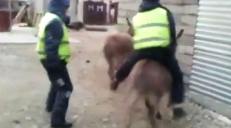 Полицейских проверяют за катание на ослике