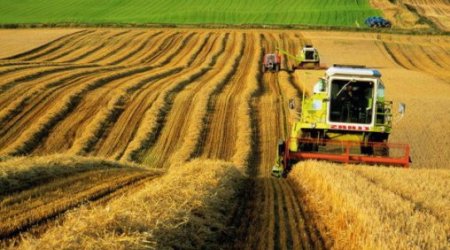 2015 declared Year of Agriculture in Azerbaijan