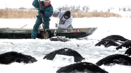 The heartbreaking scene of 100 dead cows floating in a lake