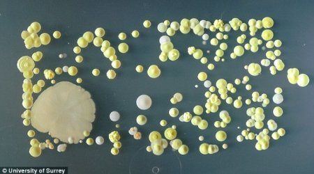 How filthy is YOUR phone?