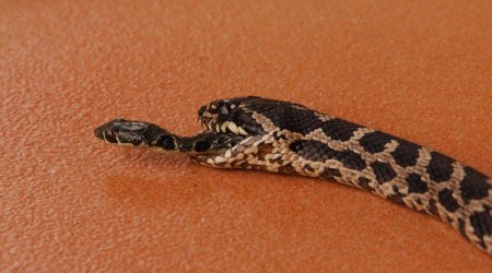 Freshly Eaten Snake Makes Amazing Escape