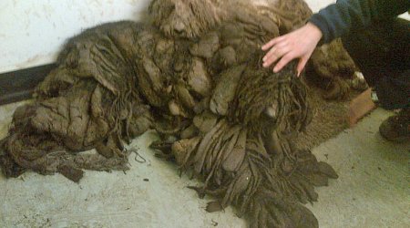 Amazing transformation of abandoned poodles which were barely even recognisable as dogs