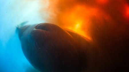 The moment divers were caught up in a 30-metre wide bowel movement