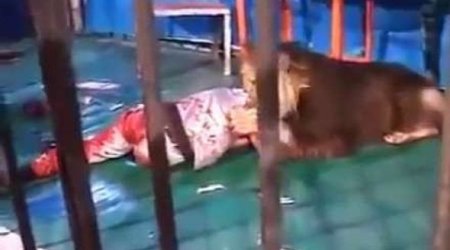 Qəzəblənmiş aslan öz təlimçisini parçaladı