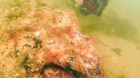 10,000-year-old FOREST hidden under the North Sea