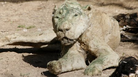 Dozens of animals starve at animal ‘attraction’ in Gaza