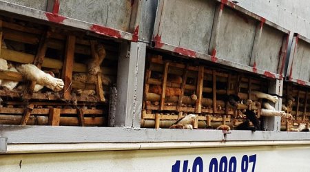 Thousands of kittens CRUSHED to death