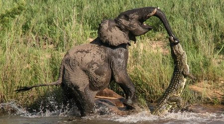 Crocodile snaps elephant's jaws around its trunk