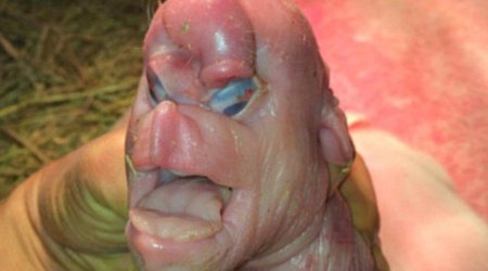 Piggy born with terrible deformities including ‘a face like a human's'