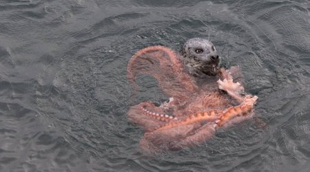 Struggle between a giant octopus and a determined seal