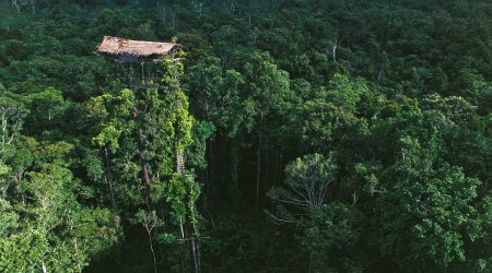 Incredible homes of the treehouse tribe