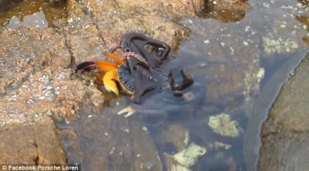 OCTOPUS launches a surprise attack from a rock pool on an unsuspecting crab