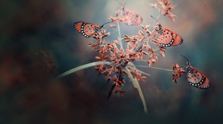 The beautiful and the bizarre come together in the world’s greatest photographs