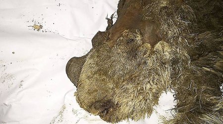 First ever baby woolly rhino unearthed