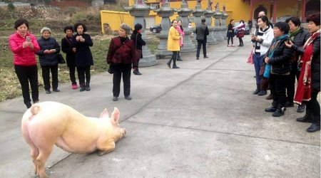 150kg fugitive pig 'praying' before a Buddhist temple