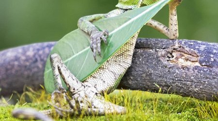 Is he playing Thin Lizard?