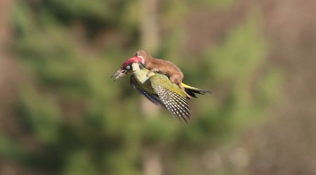 Weasel hitching a ride on the back of a woodpecker
