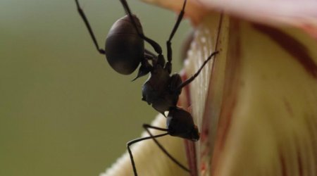 Австралиец стал кормом для муравьев