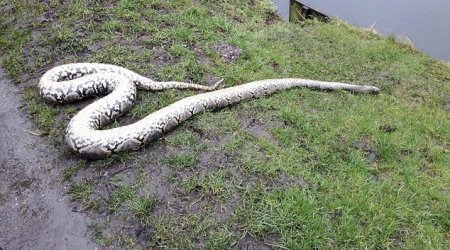 Body of giant 14ft PYTHON found dumped by canal in Lancashire