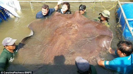 Giant 14ft, 800lb stingray becomes the biggest freshwater fish ever caught with a line