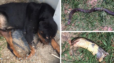 Five dogs attack a cobra