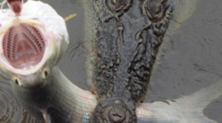 Fisherman captures the moment he reels in a salmon