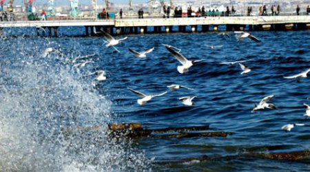 Azərbaycanda quş qripi həyəcanı