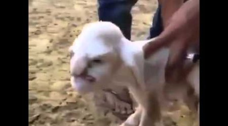 Родился баран с человеческим лицом