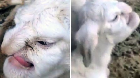 Lamb born with FACE OF A HUMAN terrifies village