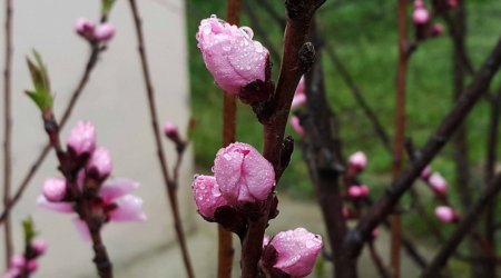 Views of spring in Azerbaijan