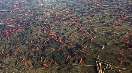 Золотые рыбки оккупировали озеро