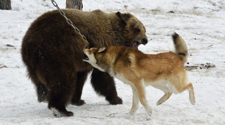 Vicious dogs in Russian 'hunting' contest