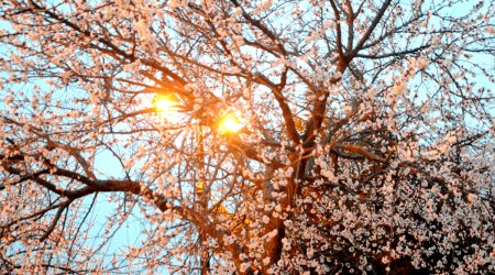 Baku weather forecast for April 15