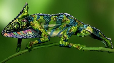 Chameleon?