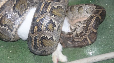 Bakı Heyvanat Parkındakı canlıları gözləyən təhlükə - FOTOLAR