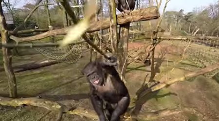 Обезьяны могут служить в армии