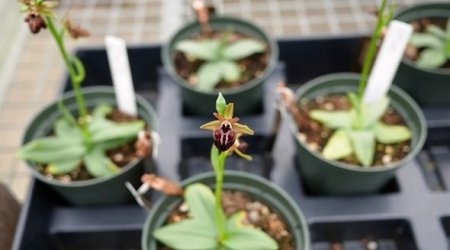 Символ Шуши в Гахе