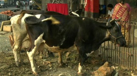 Писающая корова испортила сюжет BBC