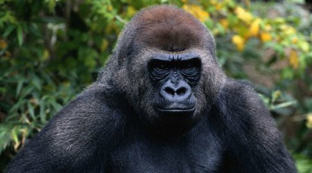 Самец гориллы напал на ребенка