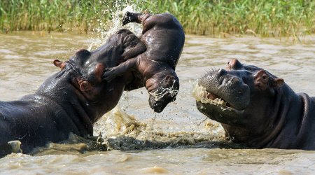 Baby hippo gets caught in a fight between two adults