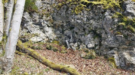 Can YOU spot the naked model camouflaged by trees and rocks