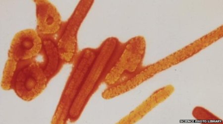 Ebola drug cures monkeys infected with West African virus strain